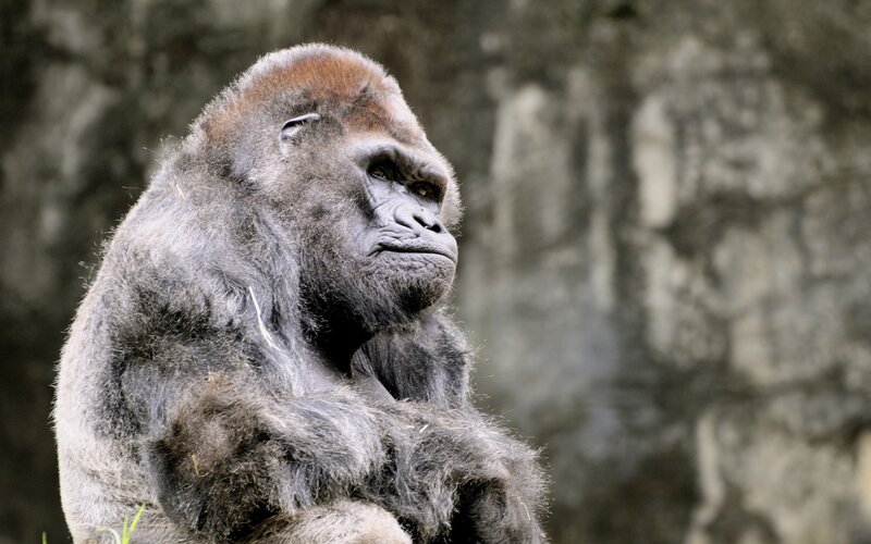 Gorilla Sitting — Gray, Serious