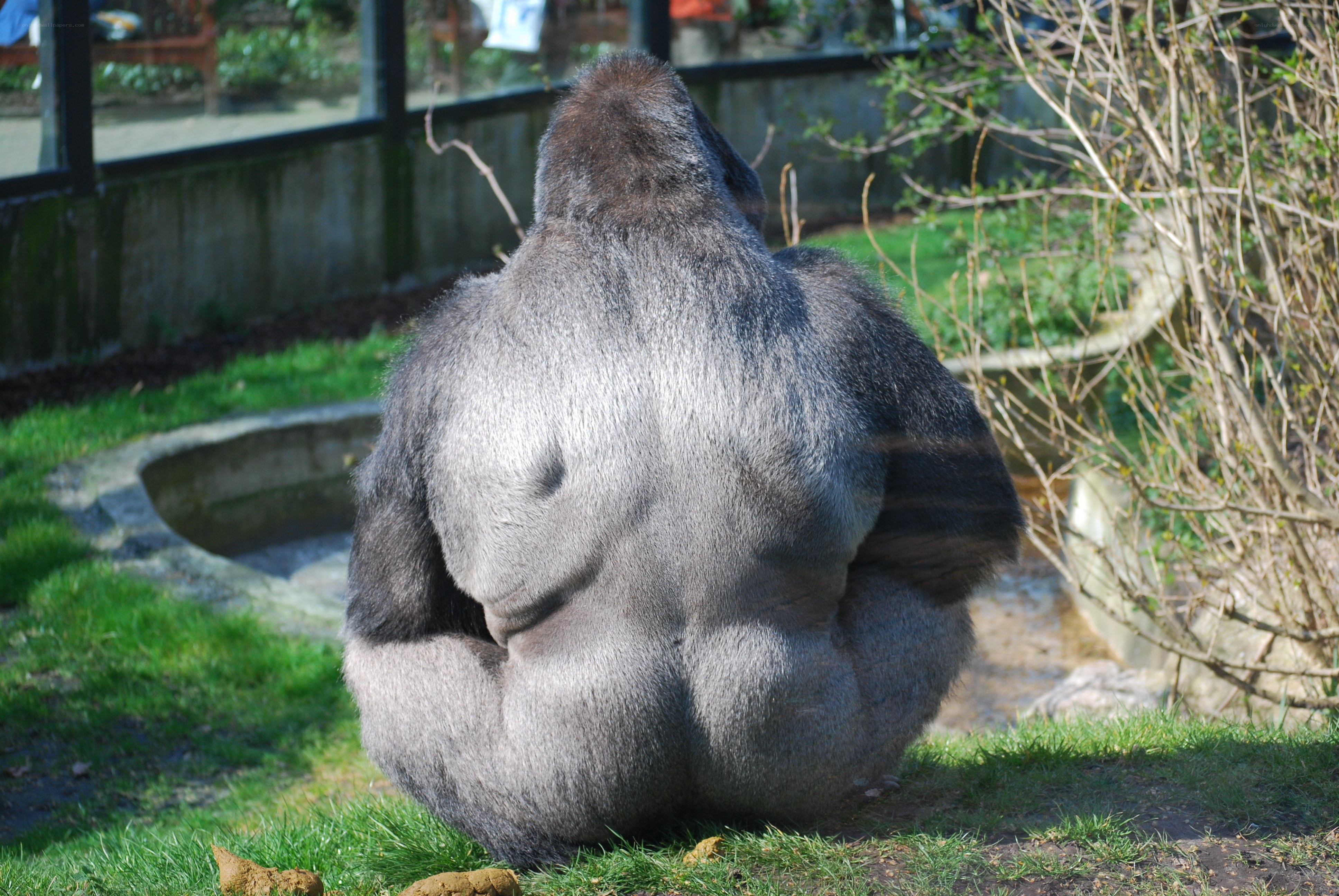 gorilla sitting in enclosure