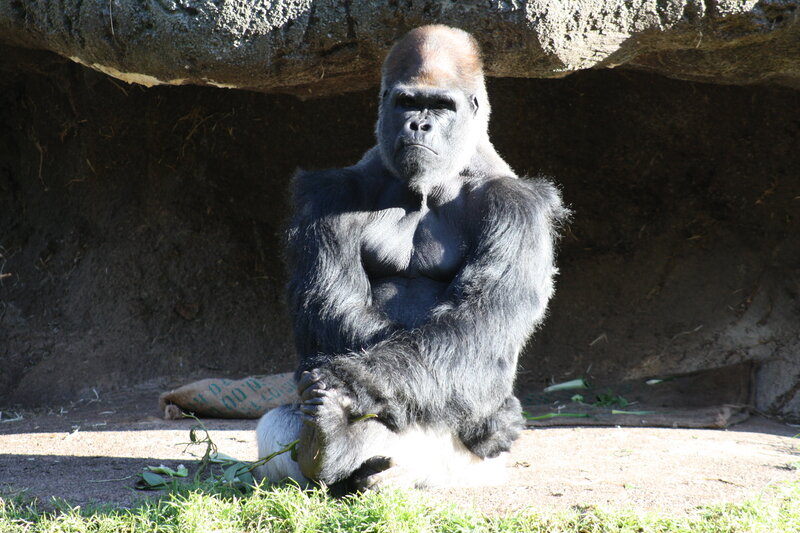 gorilla sitting in enclosure