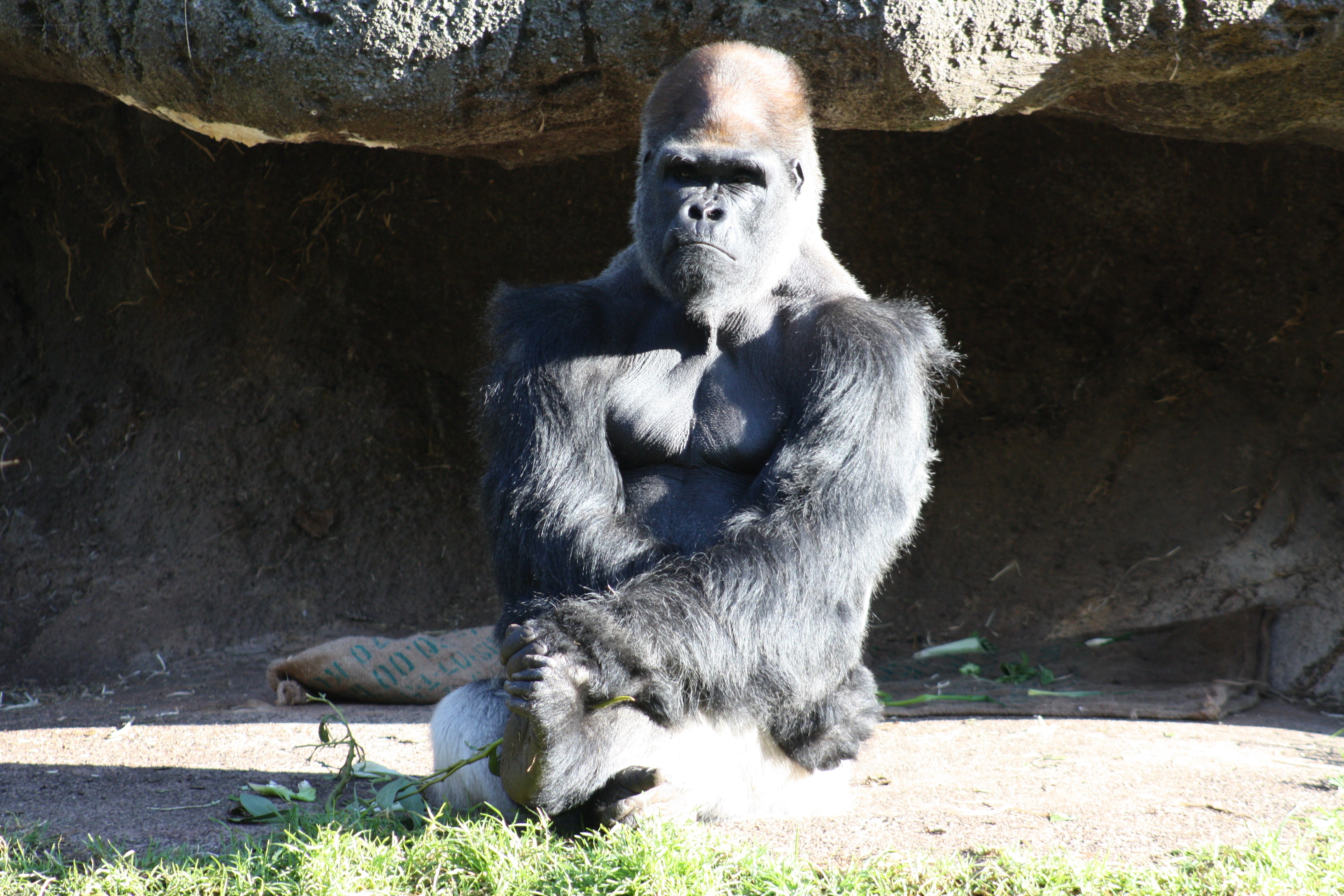 gorilla sitting in enclosure