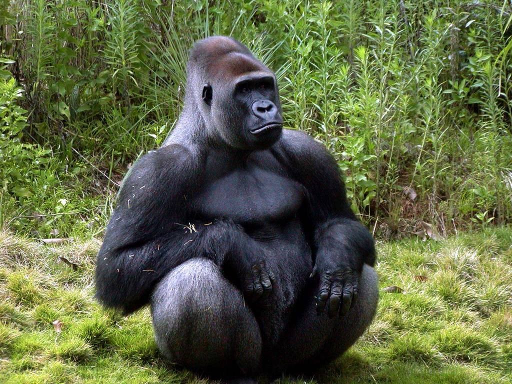 gorilla sitting in grass