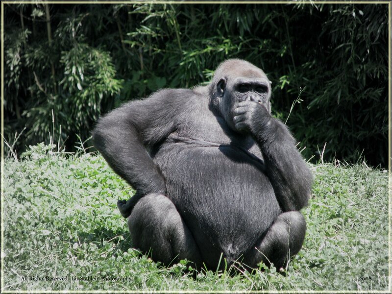 Gorilla Sitting in Grass — Green, Calm, Afternoon