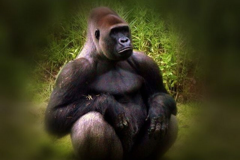Gorilla Sitting in Grass — Green, Calm
