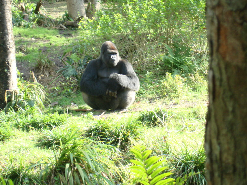 Gorilla Sitting in Grass — Green