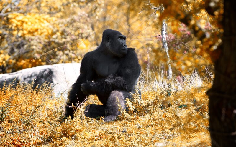 Gorilla Sitting in Grass — Yellow