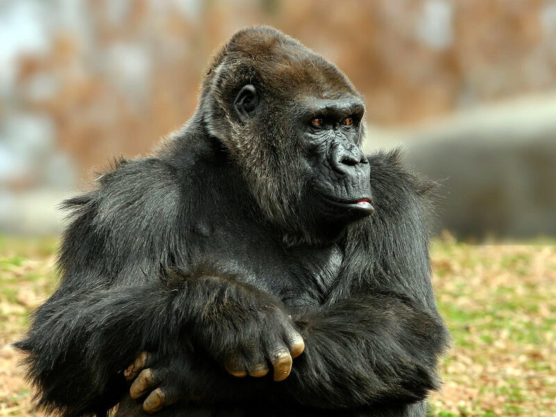 gorilla sitting in profile