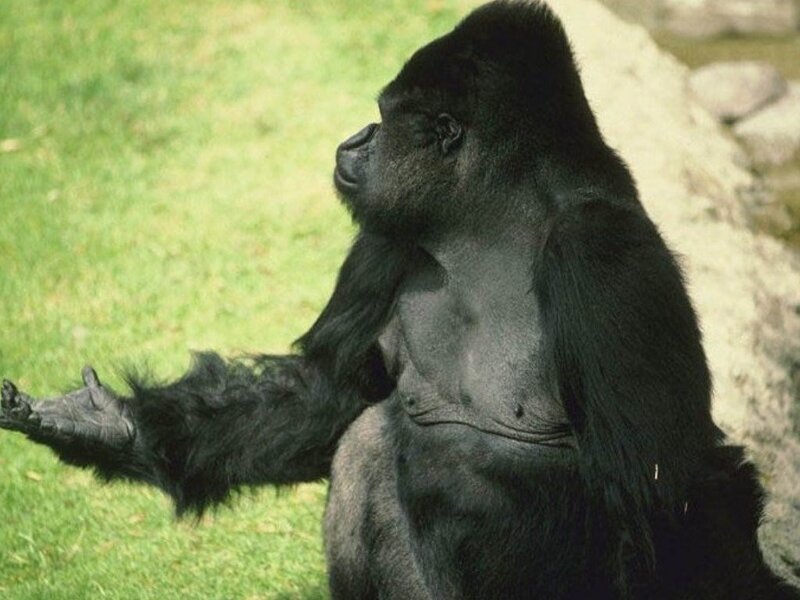 gorilla sitting on grass
