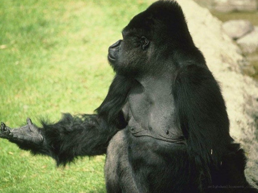 gorilla sitting on grass