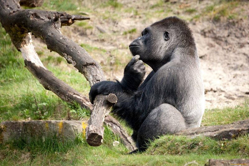Gorilla Sitting on Grass — Green, Calm, Afternoon
