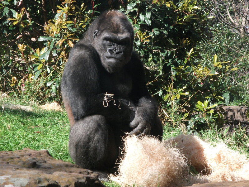 Gorilla Sitting on Grass — Green, Calm