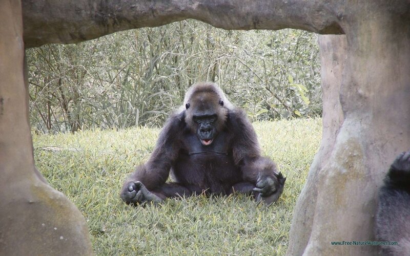 Gorilla Sitting on Grass — Green