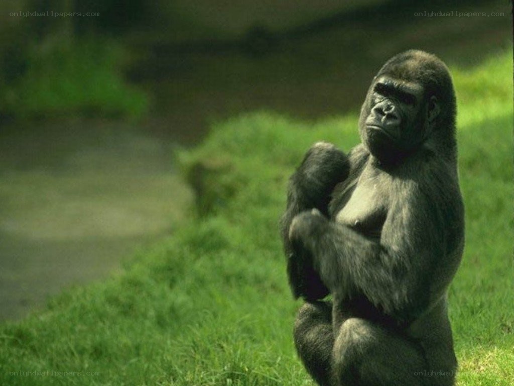 gorilla sitting on grass