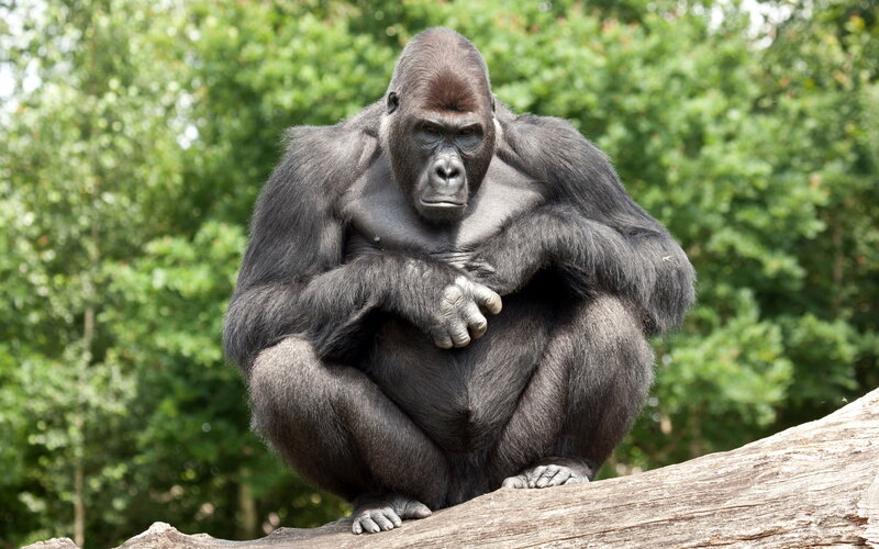 Gorilla Sitting on Log — Green