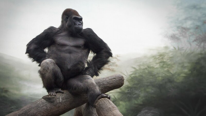 Gorilla Sitting on Log