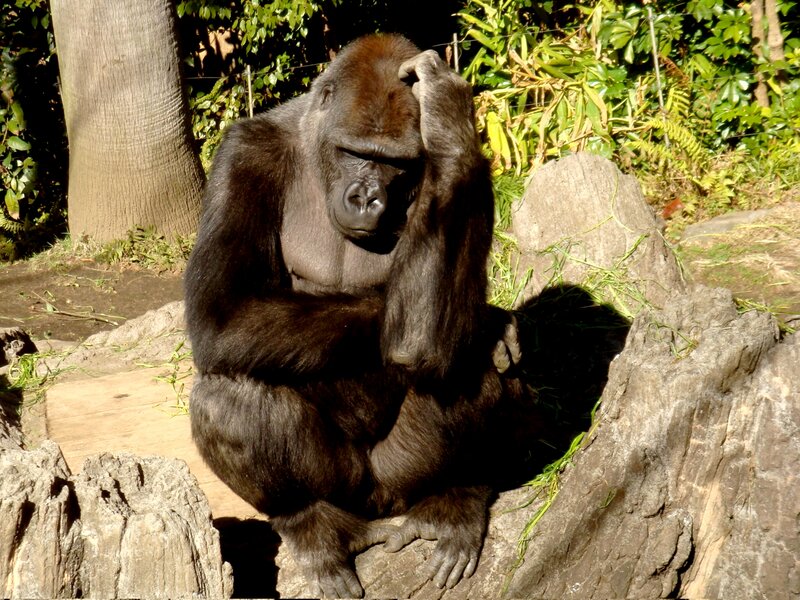 Gorilla Sitting on Rock