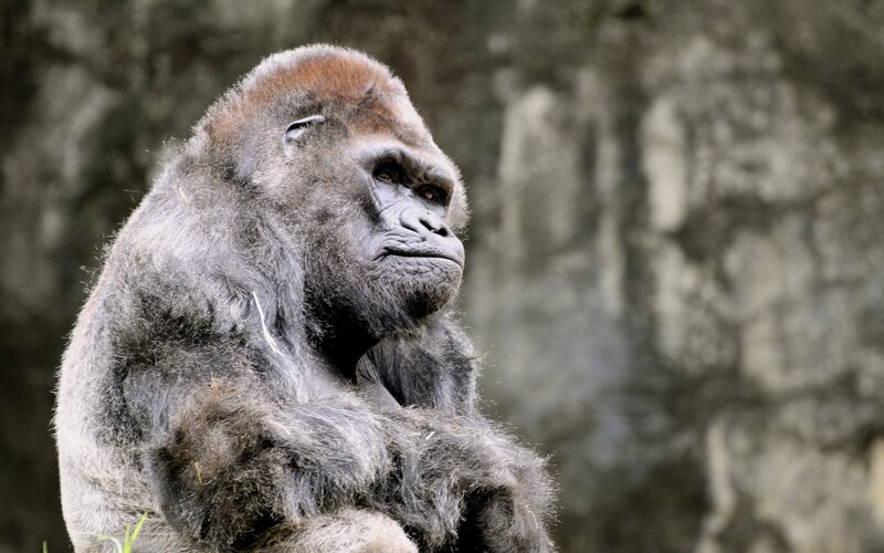 Gorilla Sitting