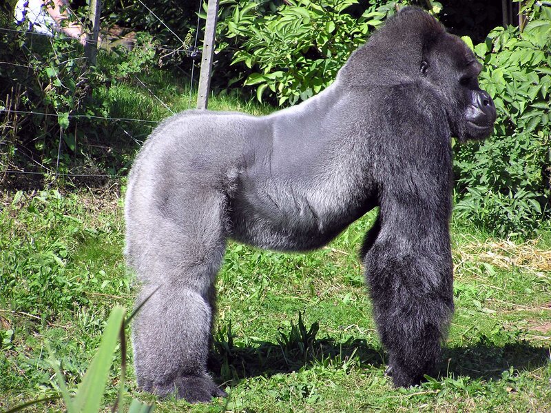 gorilla standing in grass