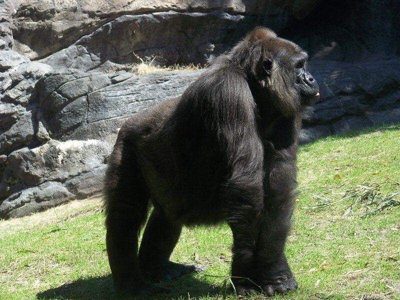 Gorilla Standing on Grass