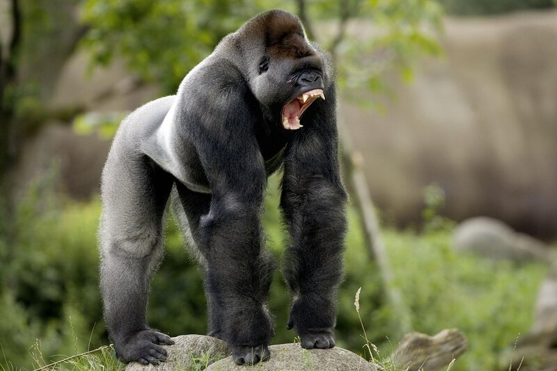 Gorilla Standing on Rock