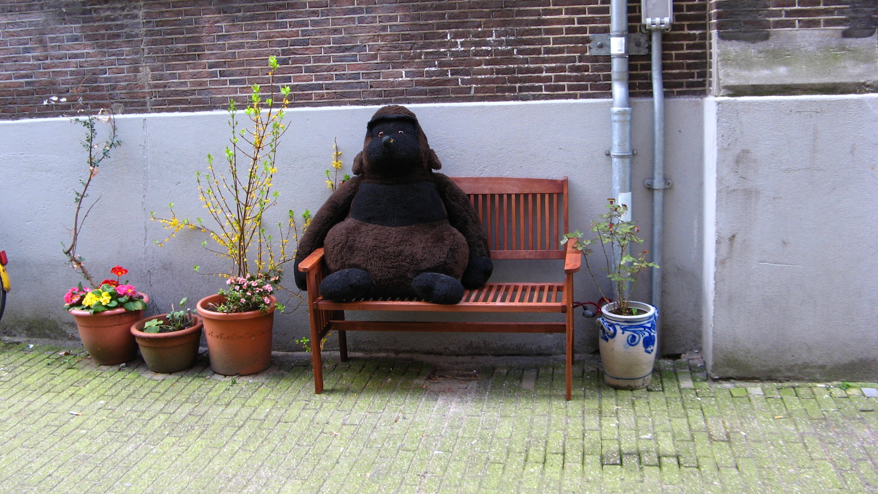 Gorilla stuffed animal on bench