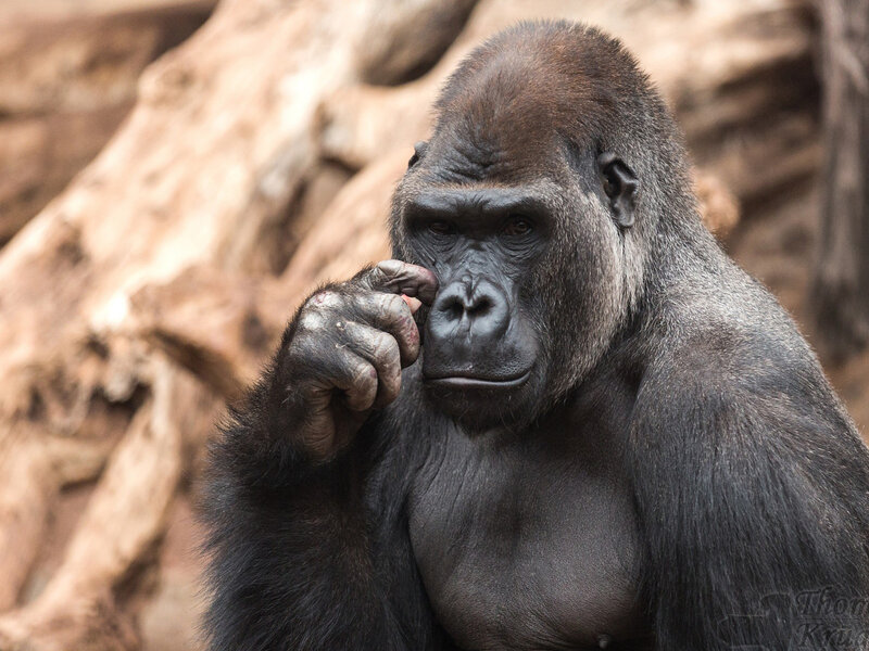Gorilla Touching Face