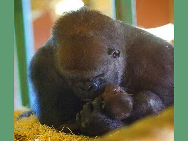 Gorilla with Baby — Black, Calm