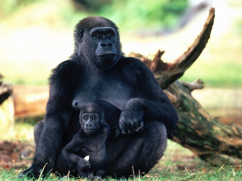 Gorilla with Baby — Black