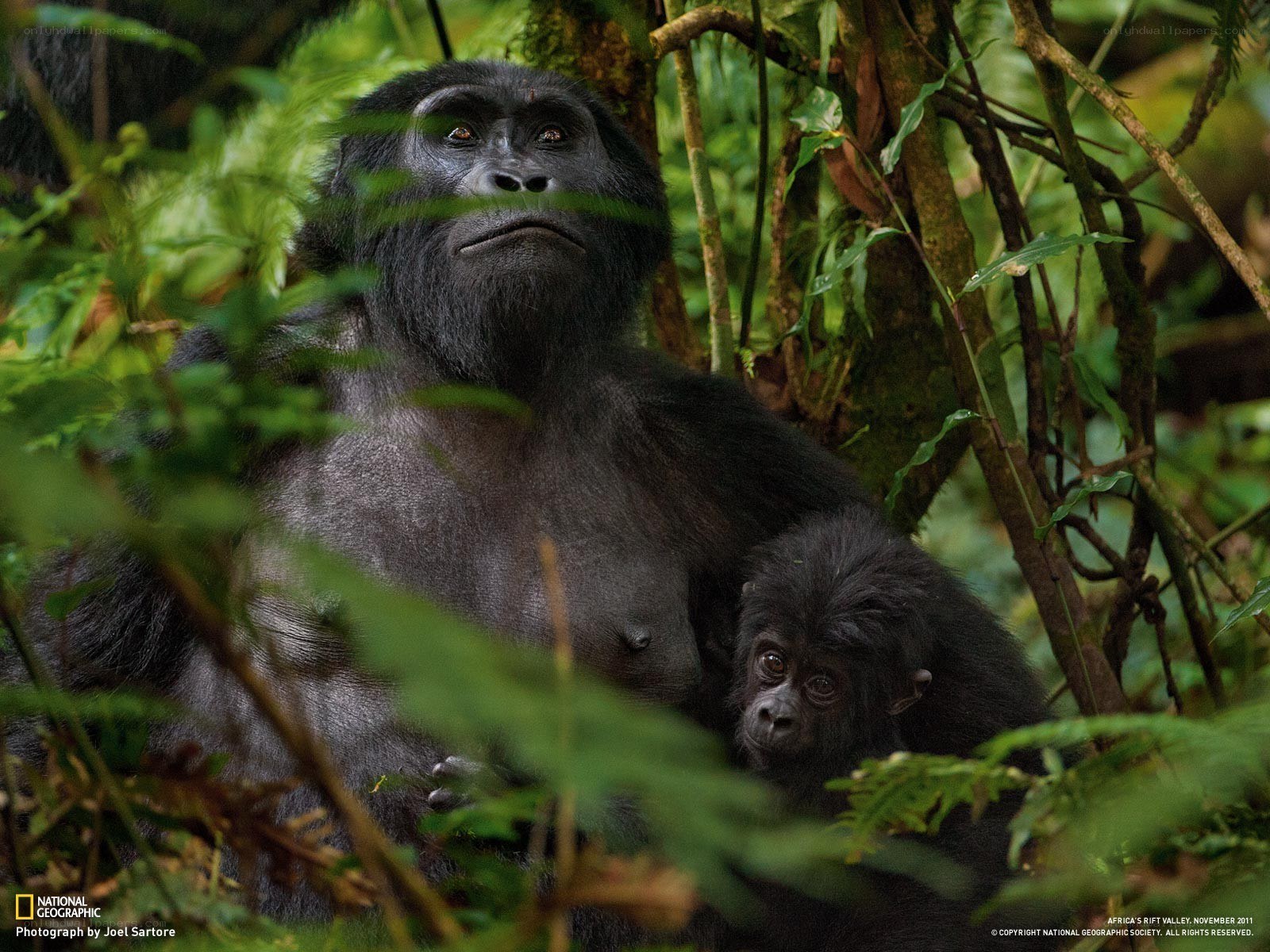 Gorilla with baby in forest
