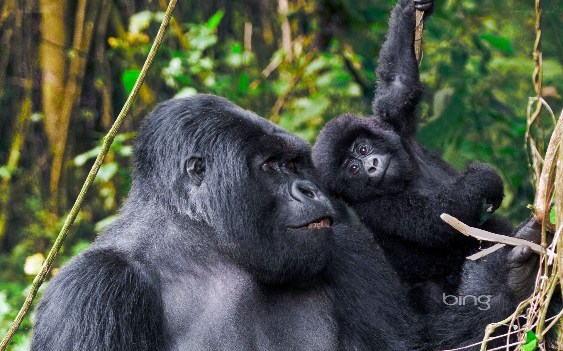 Gorilla with baby in forest