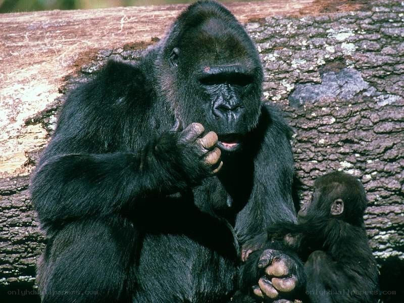 Gorilla with baby in forest