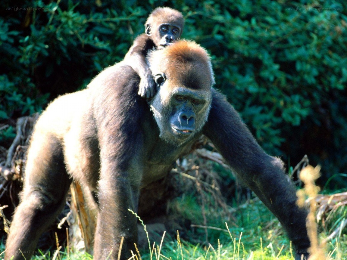 Gorilla with baby on back