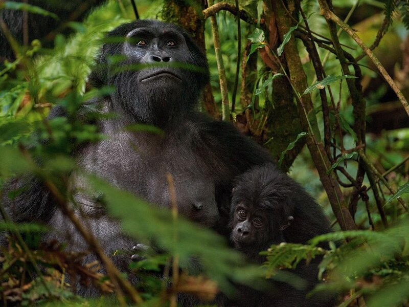 Gorilla with Baby
