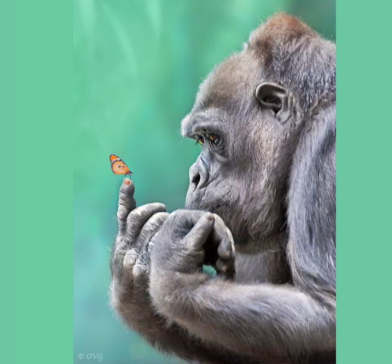 Gorilla with Butterfly