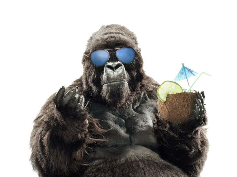 Gorilla with Drink