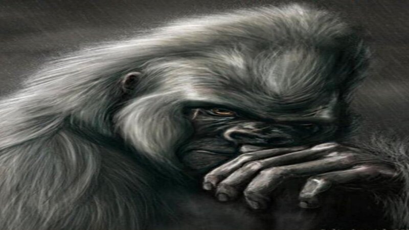 Gorilla with Hand on Chin