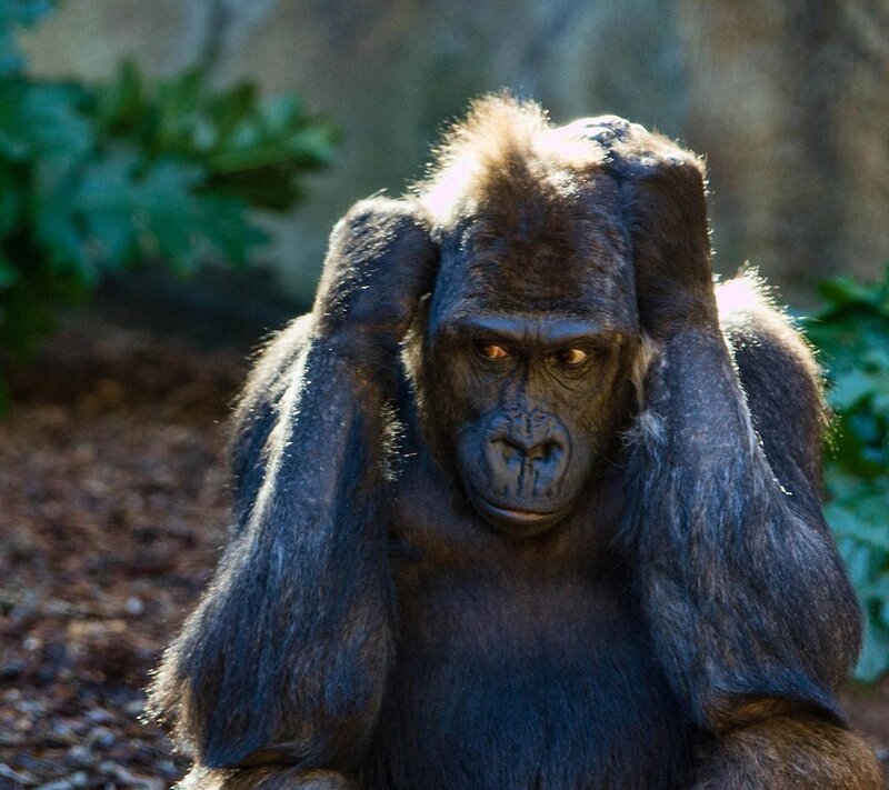 Gorilla with Hands on Head