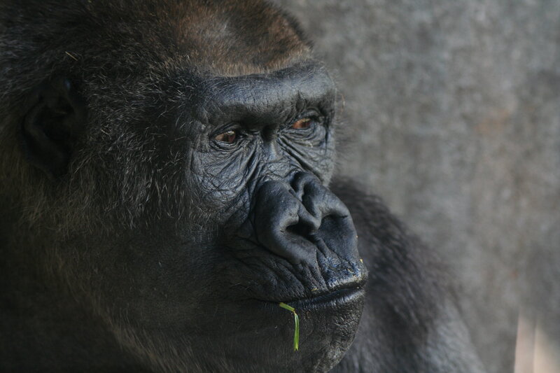 gorilla with leaf in mouth
