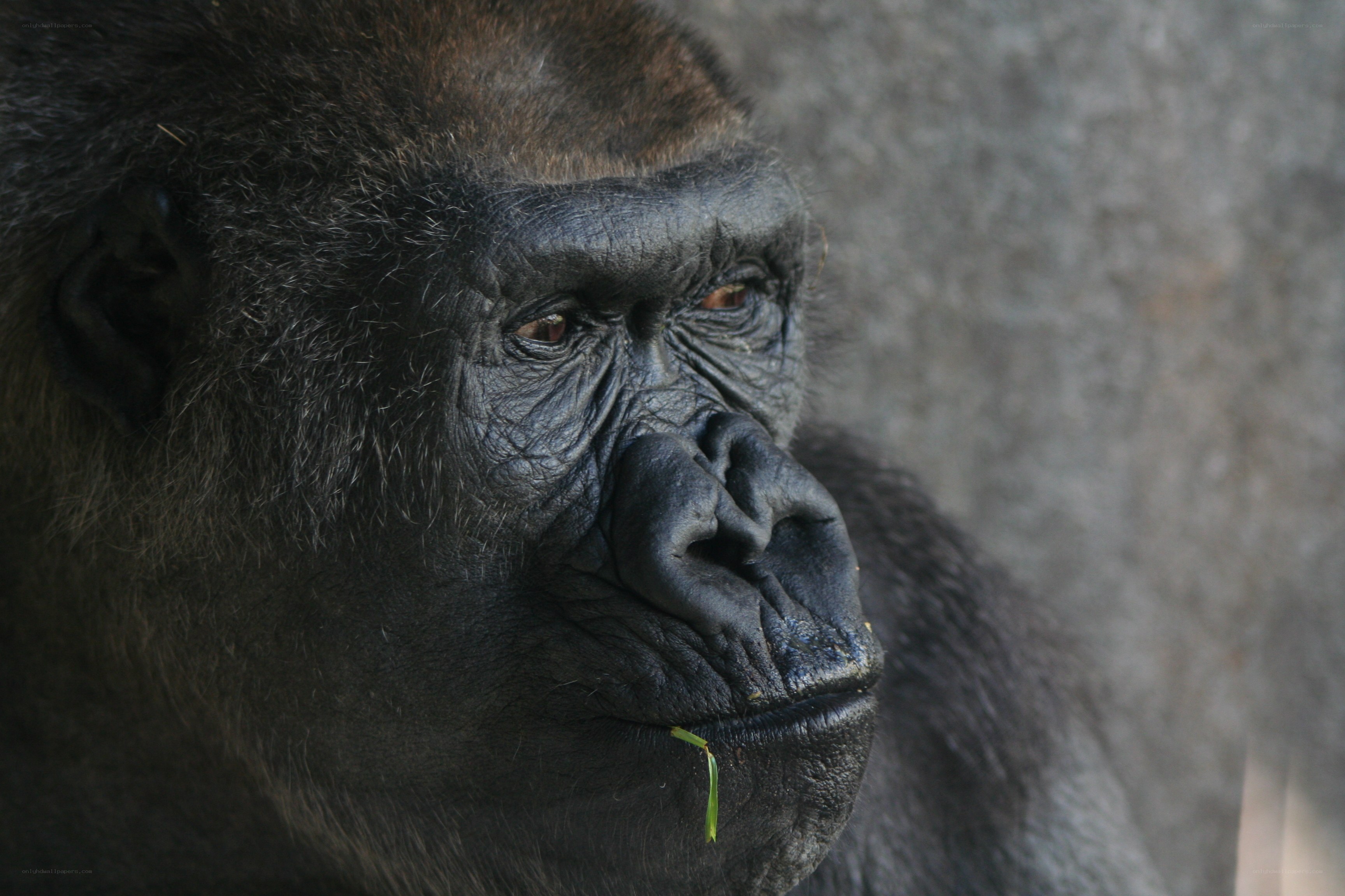 gorilla with leaf in mouth