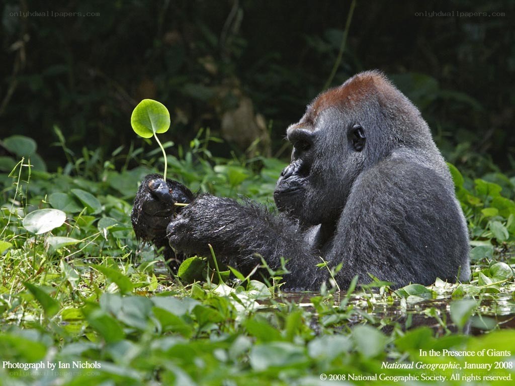 Gorilla with leaf in swamp