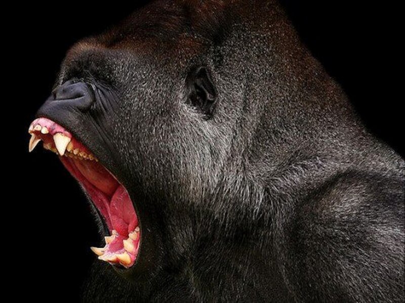 Gorilla with Open Mouth — Black, Dramatic