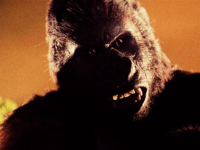 Gorilla with Open Mouth — Brown