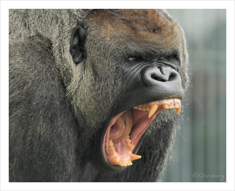 Gorilla with Open Mouth — Gray