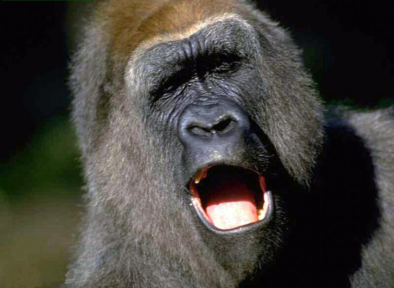 gorilla with open mouth