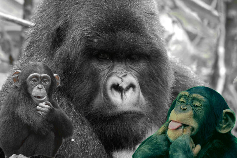 Gorilla with Two Chimpanzees
