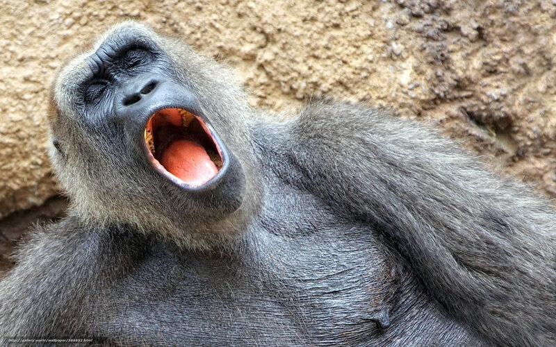 Gorilla Yawning — Gray, Relaxed