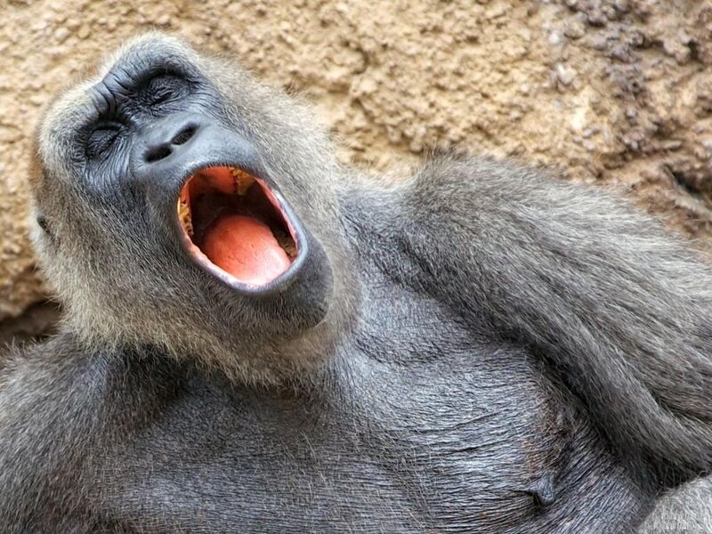 Gorilla Yawning — Gray