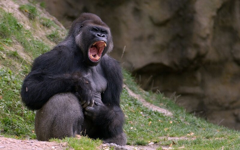 gorilla yawning on grass