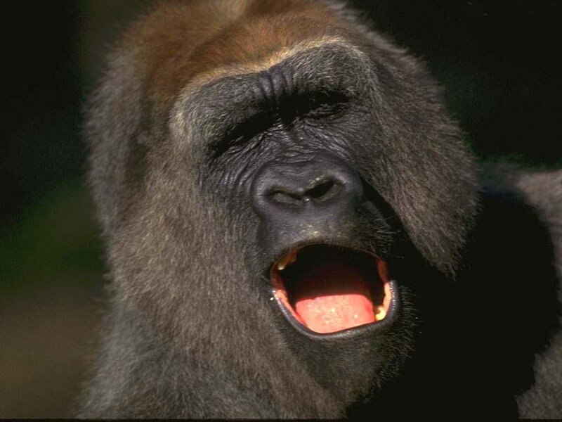Gorilla Yawning