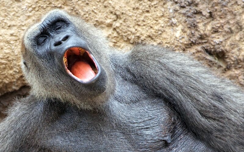gorilla yawning widely