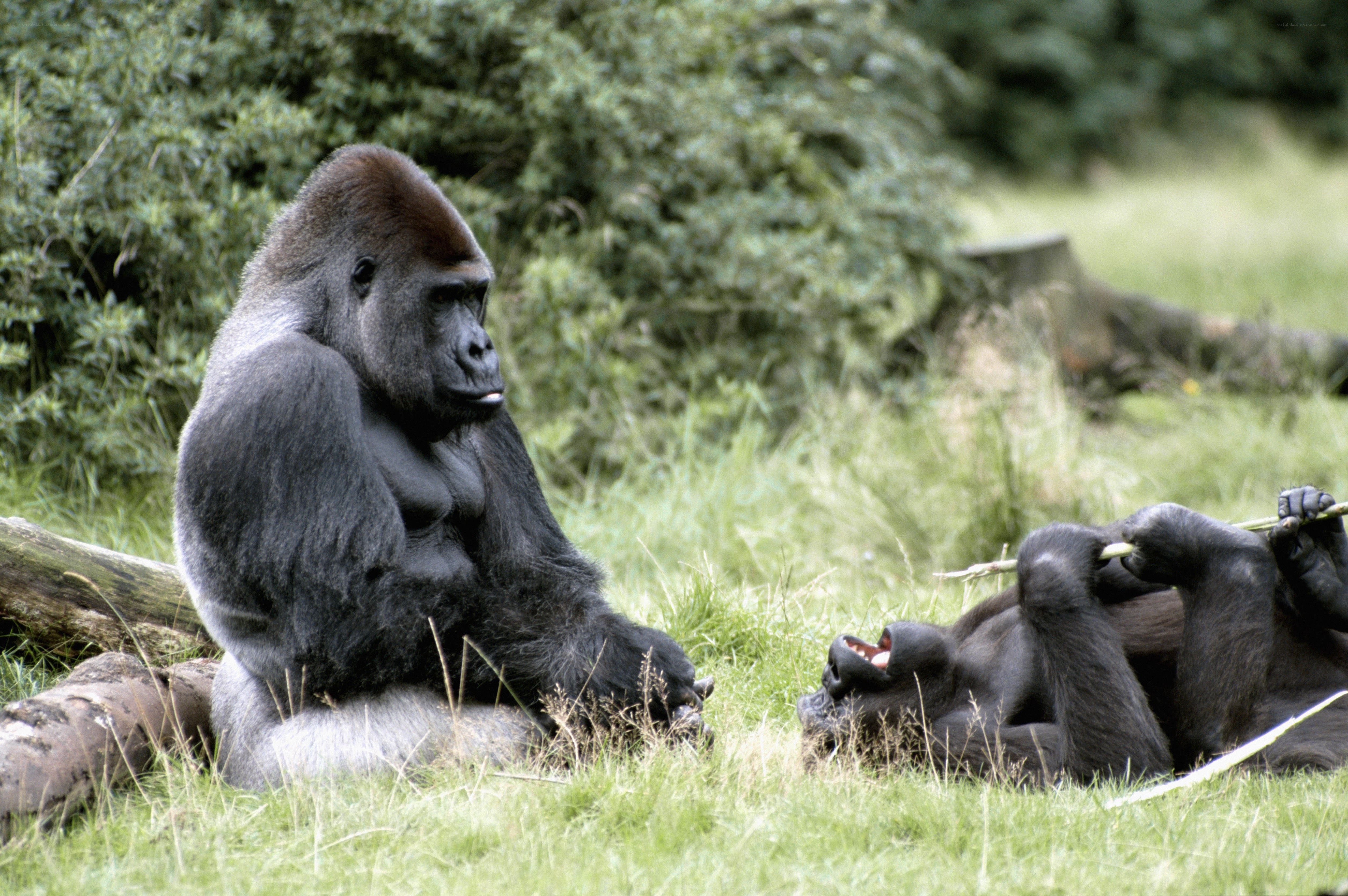 Gorillas in a grassy field